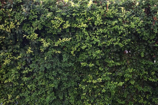 A dense and vibrant green hedge that provides a natural and beautiful backdrop suitable for various uses and purposes