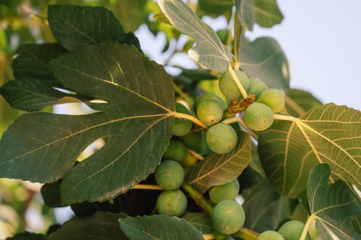 Growing Fig fruits on branches of a fig tree, beauty summer day
