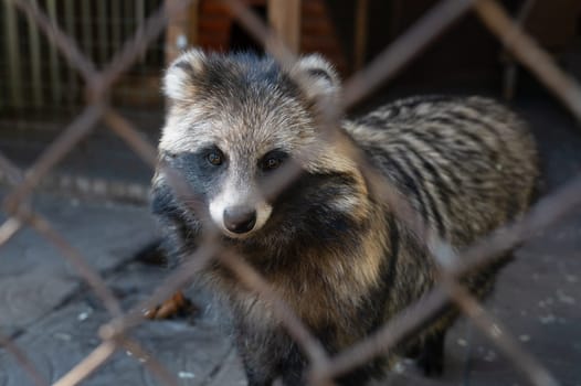 A raccoon dog behind bars at the zoo