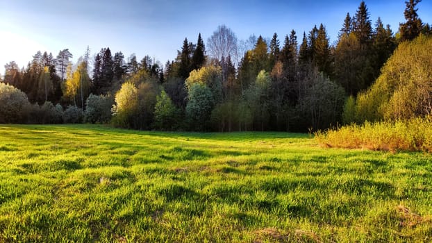 A lush green meadow with gentle sunlight illuminating the surrounding trees in the calm afternoon air.
