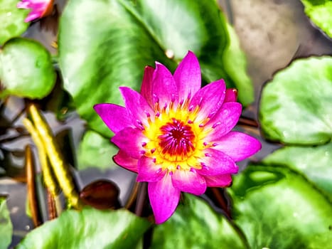 A vibrant pink lotus flower stands out among lush green leaves in tranquil water.