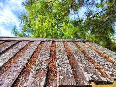 A rustic wooden roof, weathered and aged, is adorned with patches of moss and scattered pine needles, set against a vibrant green backdrop.