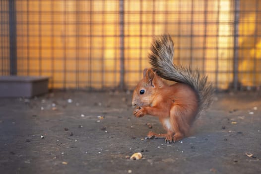 Cute young red squirrel eating behind bars at the zoo