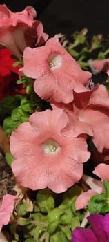 pink flowers, plants green leaves, nature flowerbed, background at night. High quality photo
