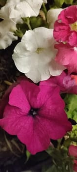 pink white flowers, plants green leaves, nature flowerbed, background at night. High quality photo