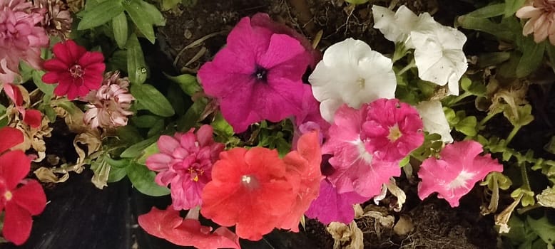 pink white flowers, plants green leaves, nature flowerbed, background at night. High quality photo