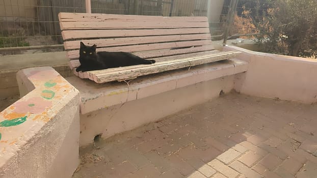 black cat lying on bench, animal pet, breed nature. High quality photo