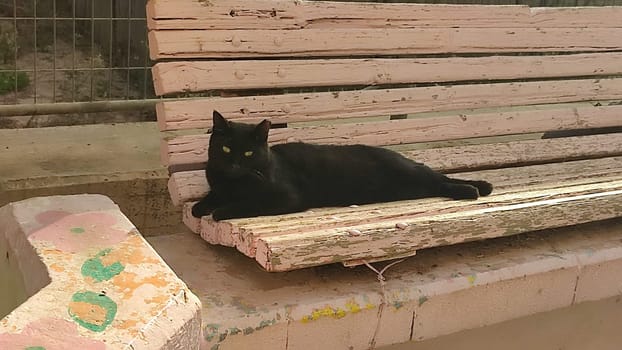 black cat lying on bench, animal pet, breed nature. High quality photo