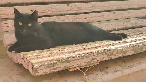 black cat lying on bench, animal pet, breed nature. High quality photo