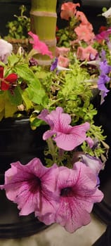 pink flowers, plants green leaves, nature flowerbed, background at night. High quality photo