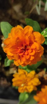 orange flower, green leaves, autumn shades, plant nature. High quality photo