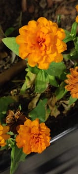 orange flower, green leaves, autumn shades, plant nature. High quality photo