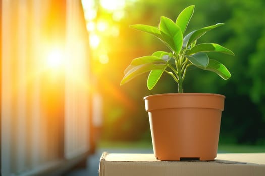 potted plant basking in sunlight, symbolizing growth and vitality.