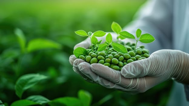Growing soybeans in hands, observing plant development and health.