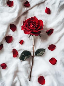 Elegant red rose on soft white background for romance and decoration.