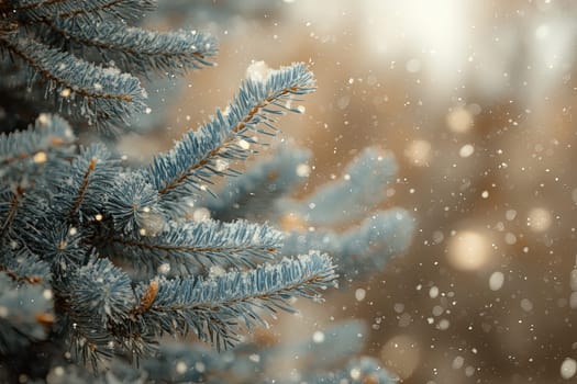 A branch of a coniferous tree covered with snow in a winter forest. High quality photo