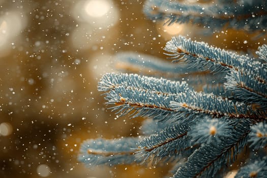 A branch of a coniferous tree covered with snow in a winter forest. High quality photo