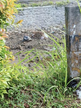 Image of a disturbed natural area with plastic waste and dry foliage near a stone embankment. Highlights environmental pollution and the effects of urban development on natural settings.