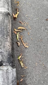 Dry leaves scattered along a concrete curb, capturing the essence of autumn in an urban environment. The scene evokes feelings of change, passage of time, and natural decay.