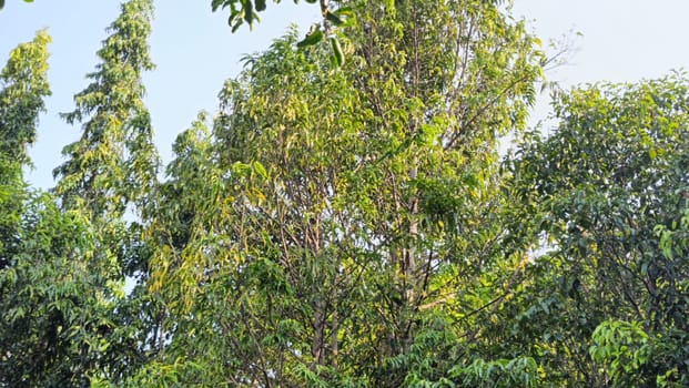 A vibrant forest scene showcasing various tall, green trees under a clear blue sky. The lush foliage is illuminated by bright sunlight, creating a refreshing and serene natural landscape.