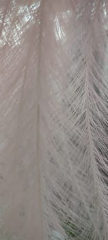 white decorative long feathers, interior design objects background. High quality photo