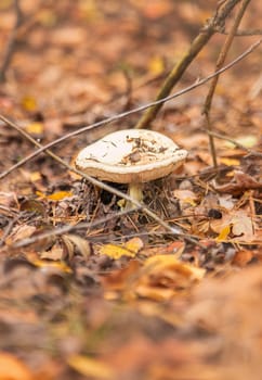 Bad mushrooms in the forest. Selective focus. nature.