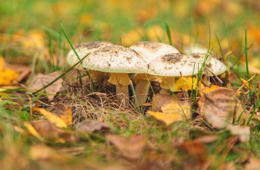 Bad mushrooms in the forest. Selective focus. nature.