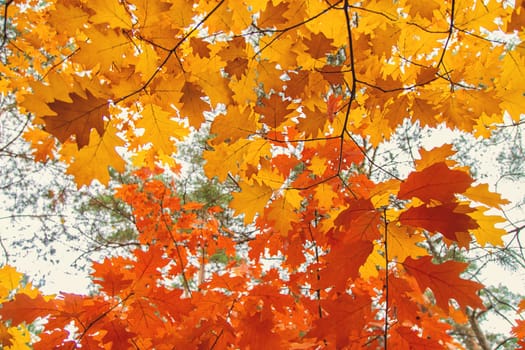 Autumn leaves on a tree. Selective focus. nature.