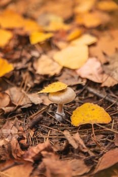 Bad mushrooms in the forest. Selective focus. nature.