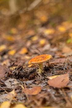 Bad mushrooms in the forest. Selective focus. nature.