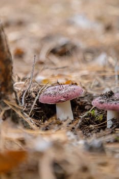 Russula grow in the forest. Selective focus. nature.