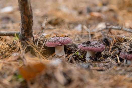 Russula grow in the forest. Selective focus. nature.