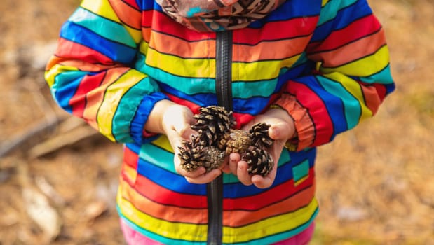 A child holds pine cones in the forest in his hands. Selective focus. nature.