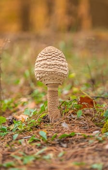 Umbrella mushrooms in the forest. Selective focus. nature.