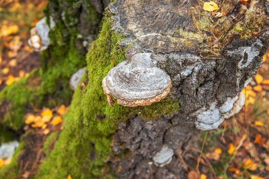 Parasitic mushroom on tree bark. Selective focus. nature.