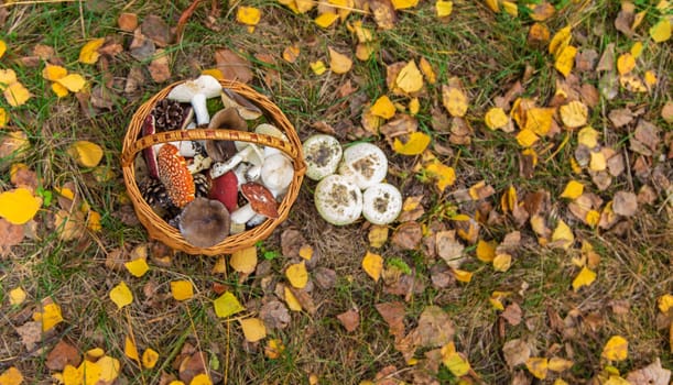 Bad mushrooms in the forest. Selective focus. nature.