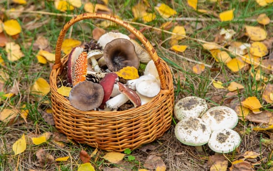 Bad mushrooms in the forest. Selective focus. nature.