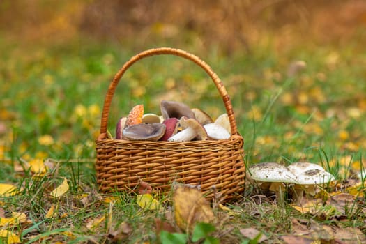 Bad mushrooms in the forest. Selective focus. nature.