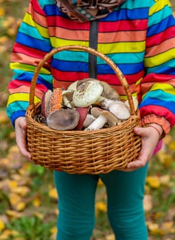 Child with a basket of mushrooms in the forest. Selective focus. nature.