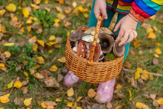 Child with a basket of mushrooms in the forest. Selective focus. nature.