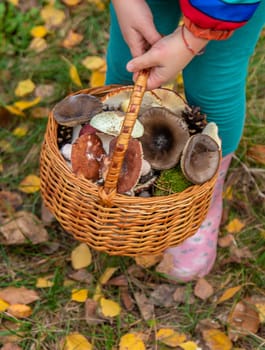 Child with a basket of mushrooms in the forest. Selective focus. nature.