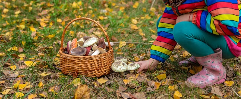 Child with a basket of mushrooms in the forest. Selective focus. nature.