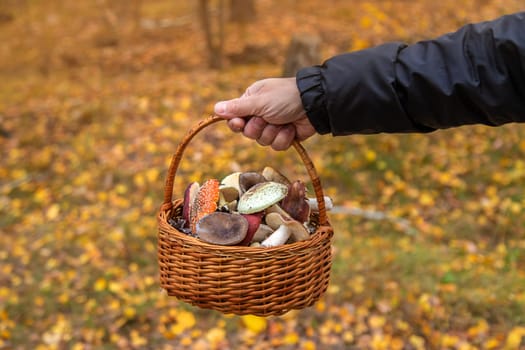 Basket with bad mushrooms in hands. Selective focus. nature.