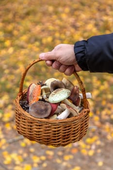Basket with bad mushrooms in hands. Selective focus. nature.