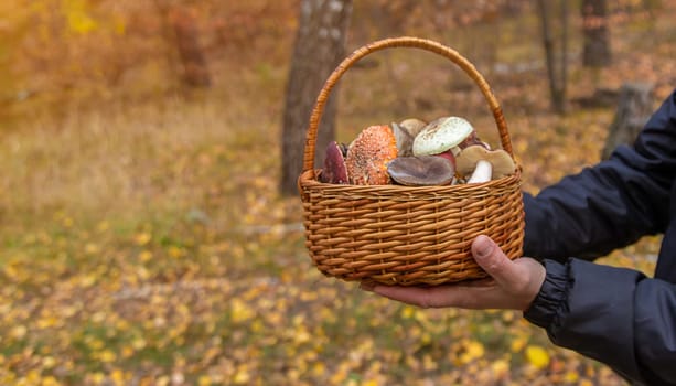 Basket with bad mushrooms in hands. Selective focus. nature.
