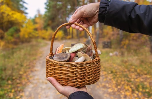Basket with bad mushrooms in hands. Selective focus. nature.