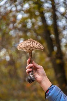 Mushrooms umbrellas in hands. Selective focus. nature.