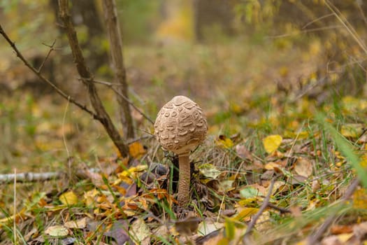Umbrella mushrooms in the forest. Selective focus. nature.