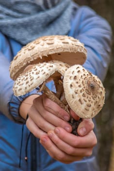 Mushrooms umbrellas in hands. Selective focus. nature.