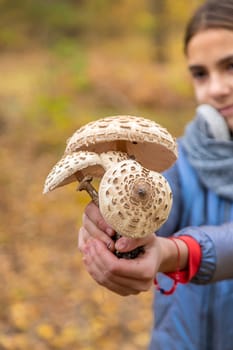 Mushrooms umbrellas in hands. Selective focus. nature.